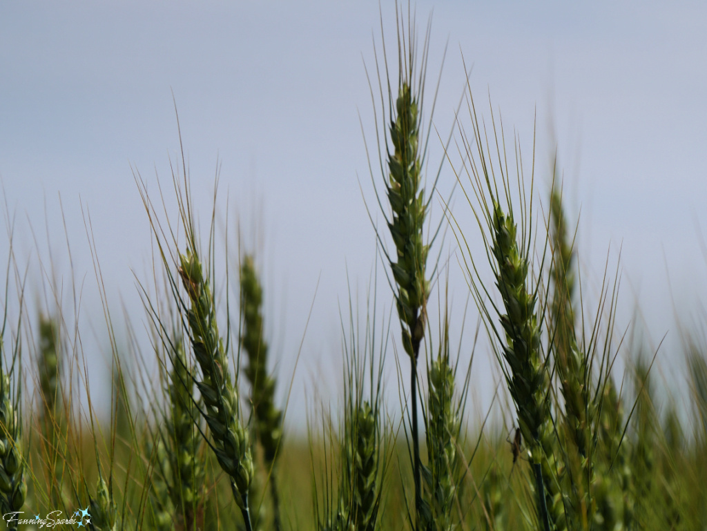 Ripe Grain Heads   @FanningSparks