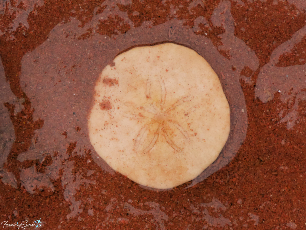 Sand Dollar at Charlottetown Harbour PEI   @FanningSparks