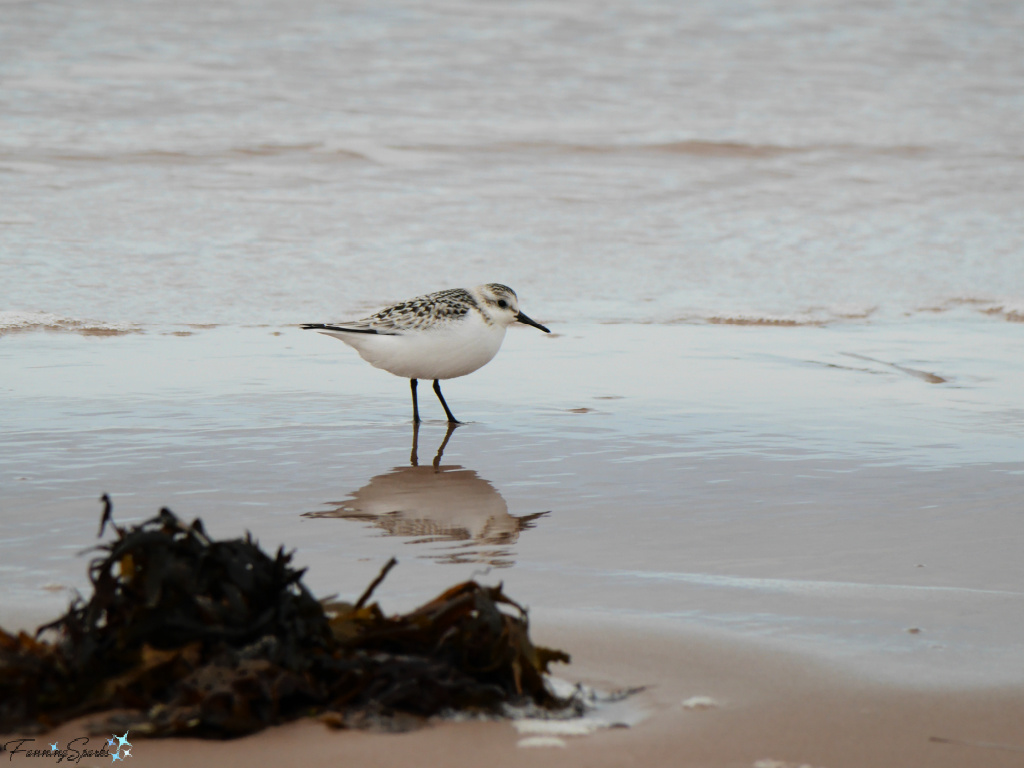 Sanderling Reflected at Greenwich Beach PEI   @FanningSparks