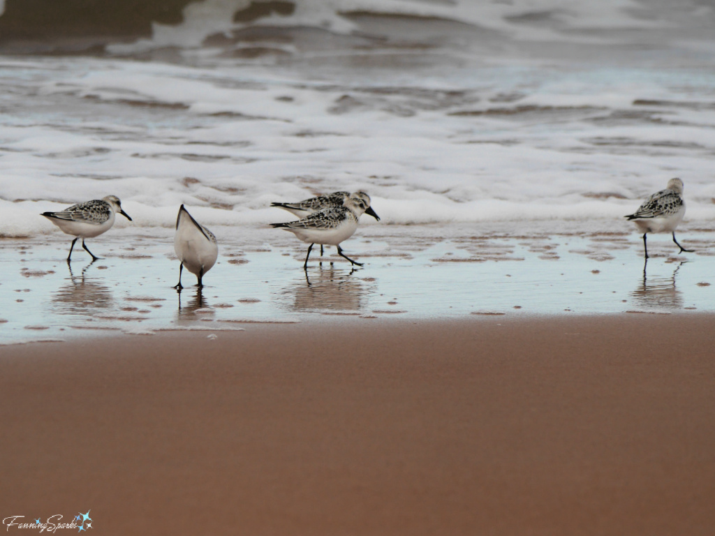 Sanderlings Along Surf at Greenwich Beach PEI   @FanningSparks