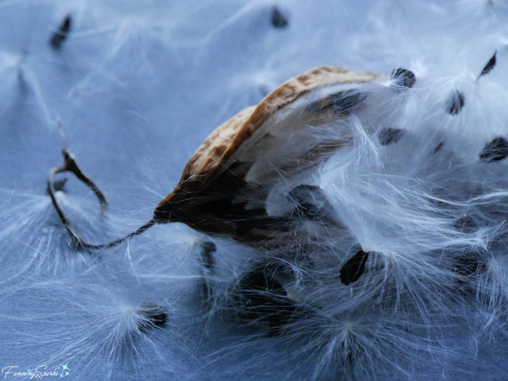 Seed Pod and Seeds from Anglepod Milkvine   @FanningSparks