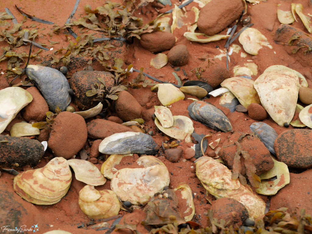 Shells and Snails Charlottetown Harbour PEI   @FanningSparks