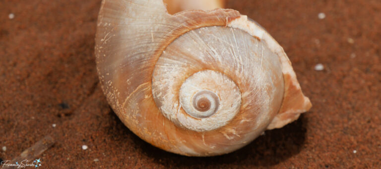 Spiral Moonsnail Shell at Charlottetown Harbour PEI @FanningSparks