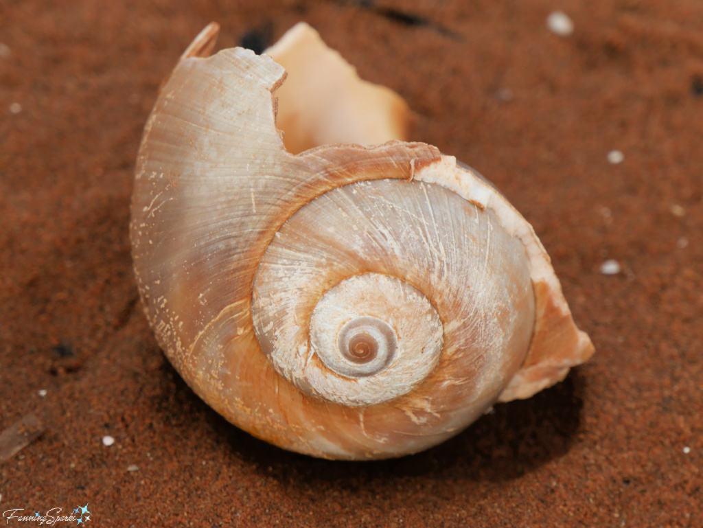 Spiral Moonsnail Shell at Charlottetown Harbour PEI    @FanningSparks