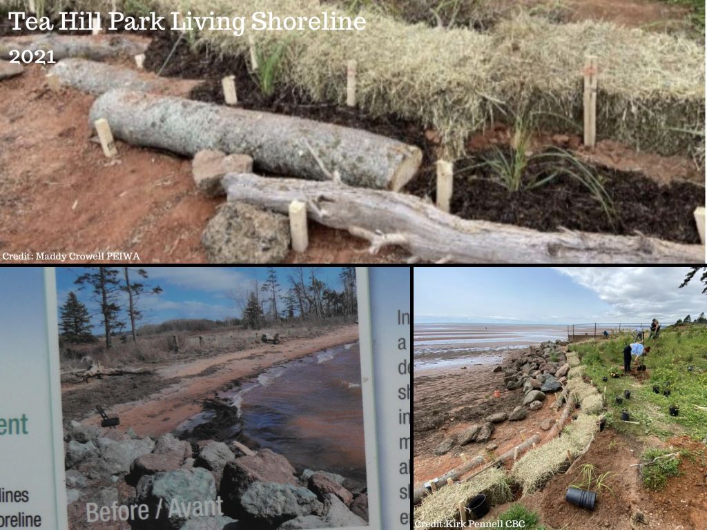 Tea Hill Park Living Shoreline - Before and During   @FanningSparks