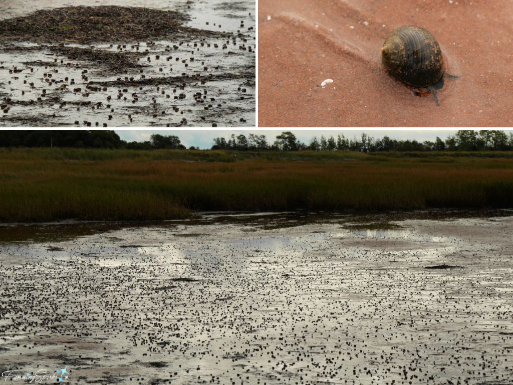 Thousands of Marine Snails at Hillsborough Bay PEI   @FanningSparks