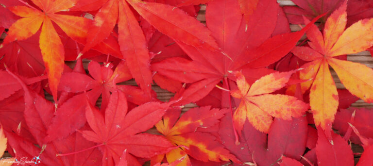 A Mass of Vibrantly Colored Japanese Maple Leaves @FanningSparks