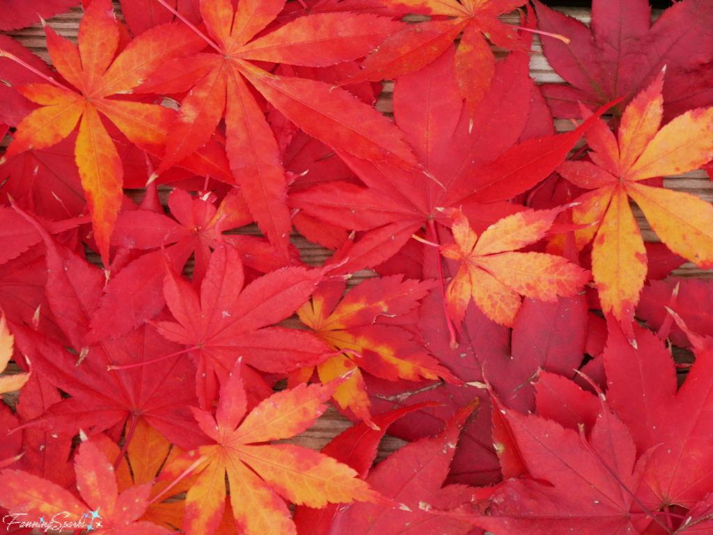 A Mass of Vibrantly Colored Japanese Maple Leaves  @FanningSparks