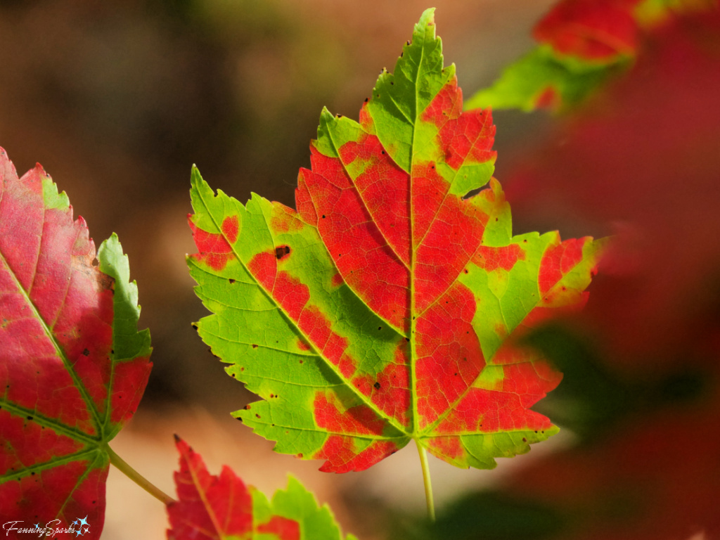 Blotchy Red Maple Leaf   @FanningSparks