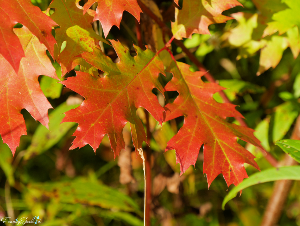 Bright Red Oak Leaves   @FanningSparks