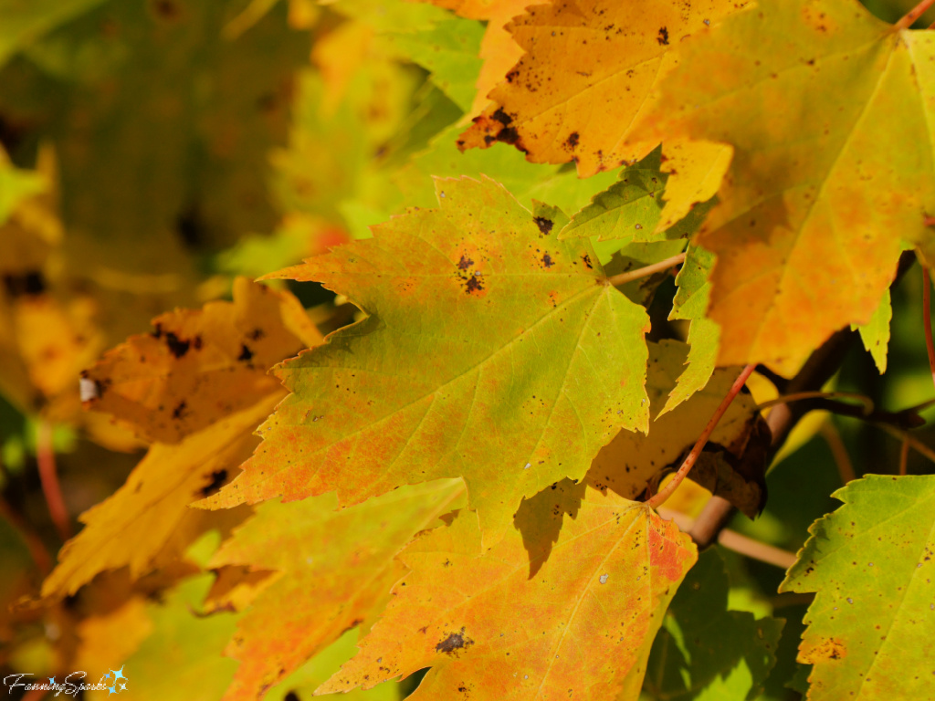 Brilliant Yellow Maple Leaves   @FanningSparks