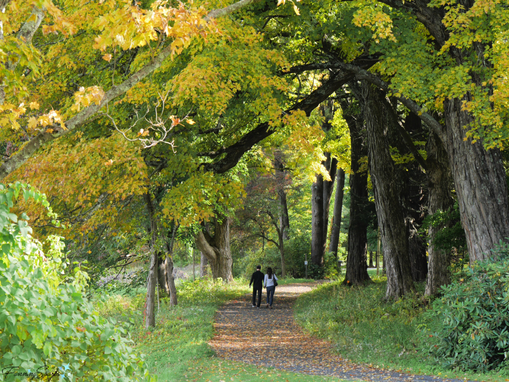 Couple Walking Through Fall Foliage in Stockbridge Massachusetts   @FanningSparks