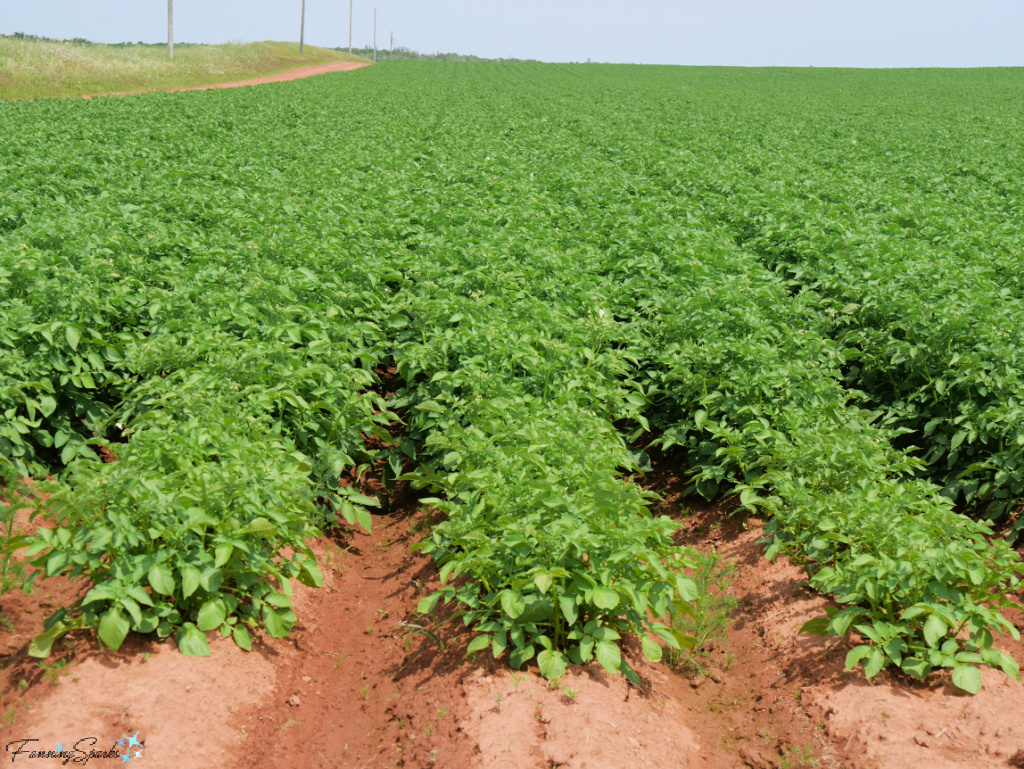 Field of Potato Plants Near Augustine Cove PEI   @FanningSparks