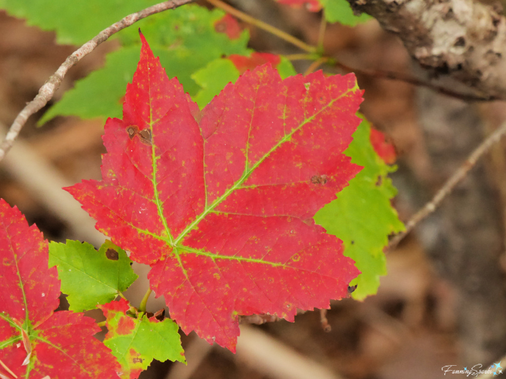 Green-Veined Red Maple Leaf   @FanningSparks