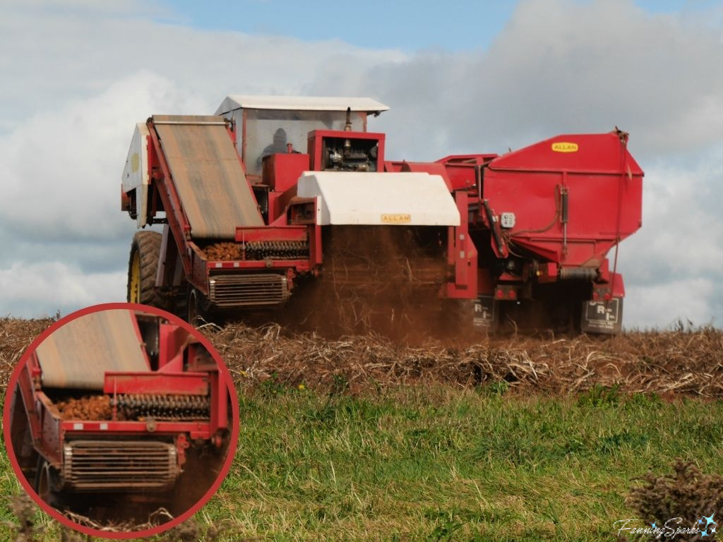 Harvester and Red Truck Harvesting Potatoes Near Kingston PEI   @FanningSparks