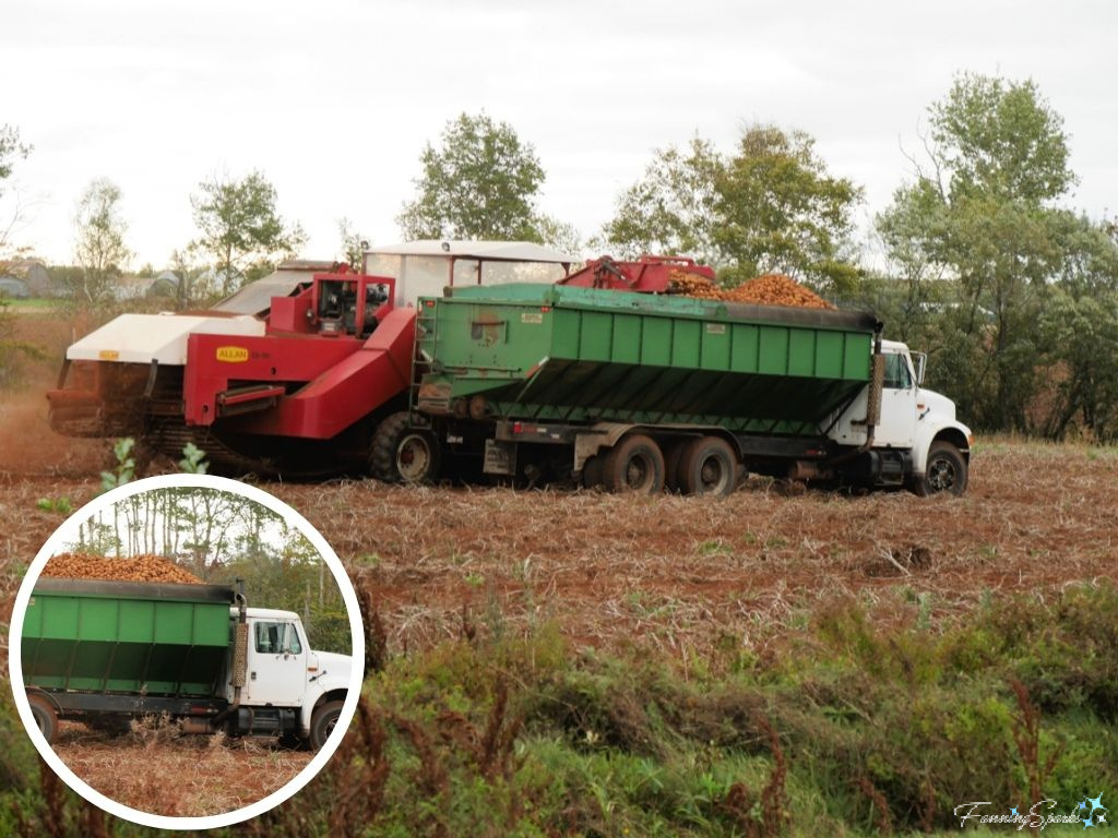 Harvester and White Truck Harvesting Potatoes Near Albany Corner PEI   @FanningSparks