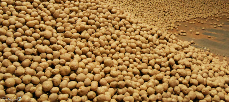 Mountains of Potatoes at Smallwood Farms in O’Leary PEI @FanningSparks