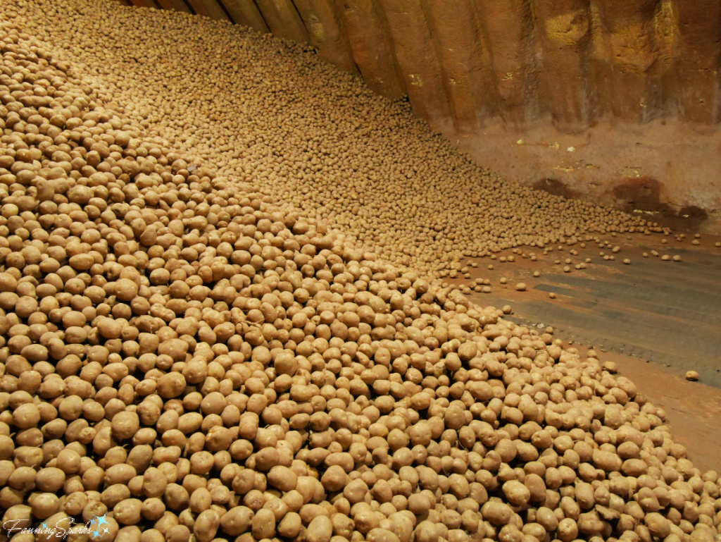 Mountains of Potatoes at Smallwood Farms in O’Leary PEI   @FanningSparks