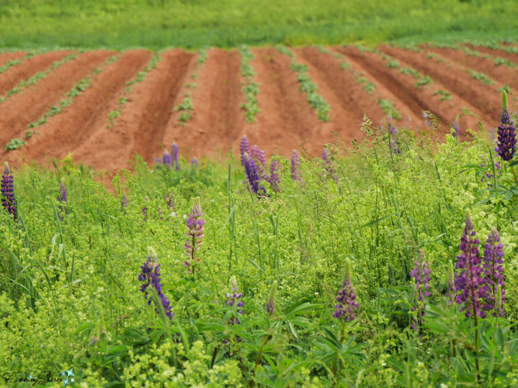 New Potato Plants in Field at Hostetters Viewscape PEI   @FanningSparks