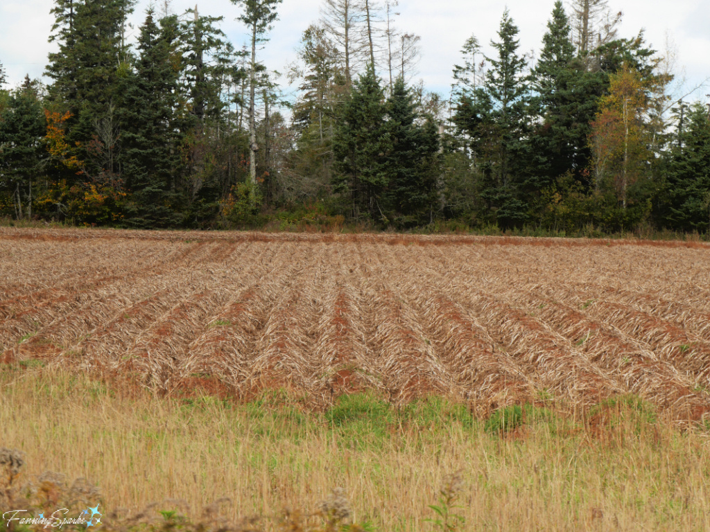 Potato Fields Ready to be Harvested Near Kingston PEI   @FanningSparks