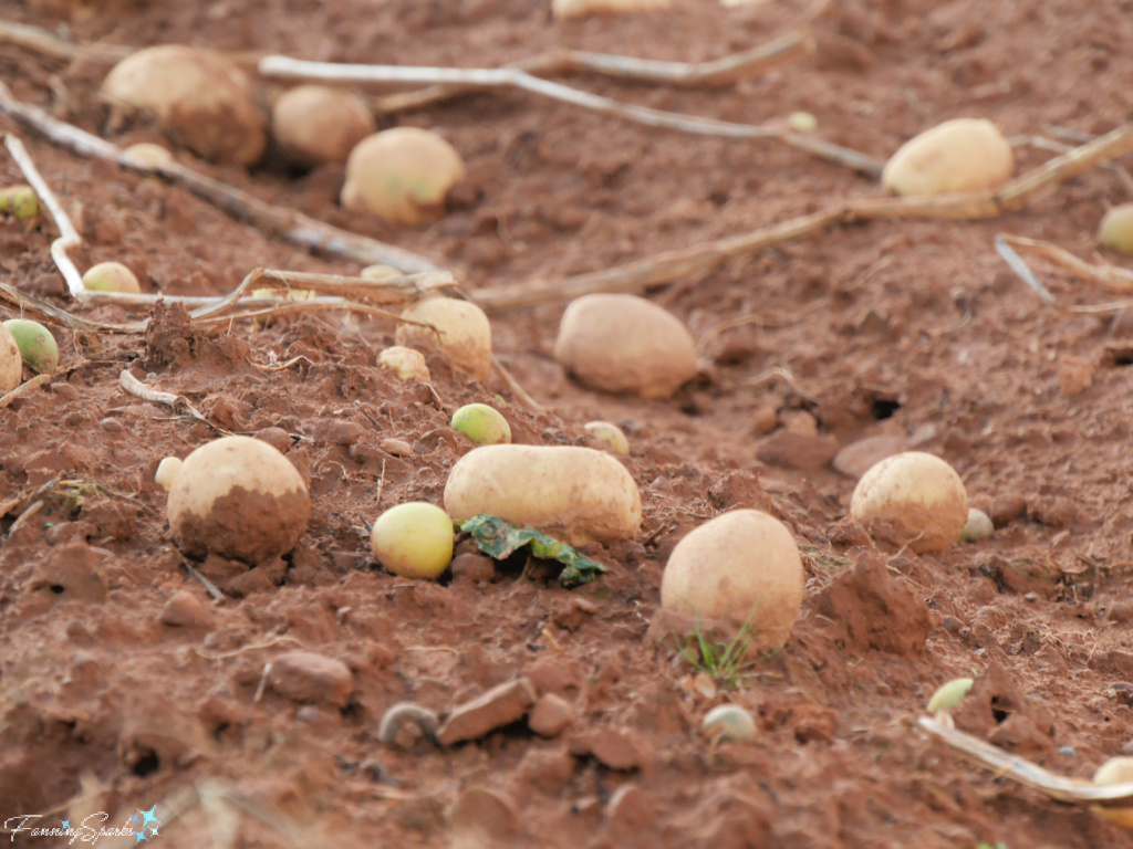 Potatoes or Devils Apples Scattered on Ground After Harvest   @FanningSparks