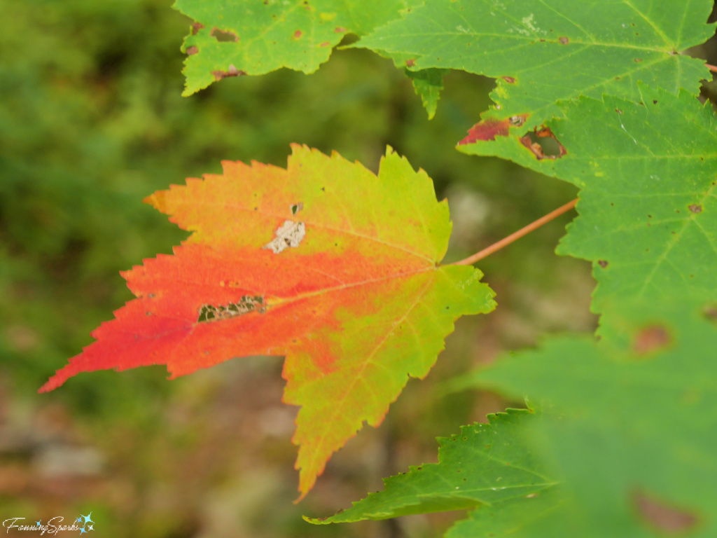 Red Orange and Yellow on Single Green Maple Leaf   @FanningSparks