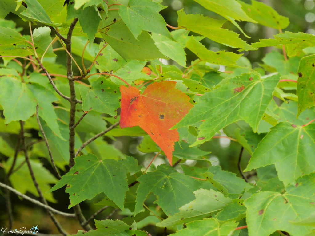 Single Colored Leaf Among Green Maple Leaves   @FanningSparks