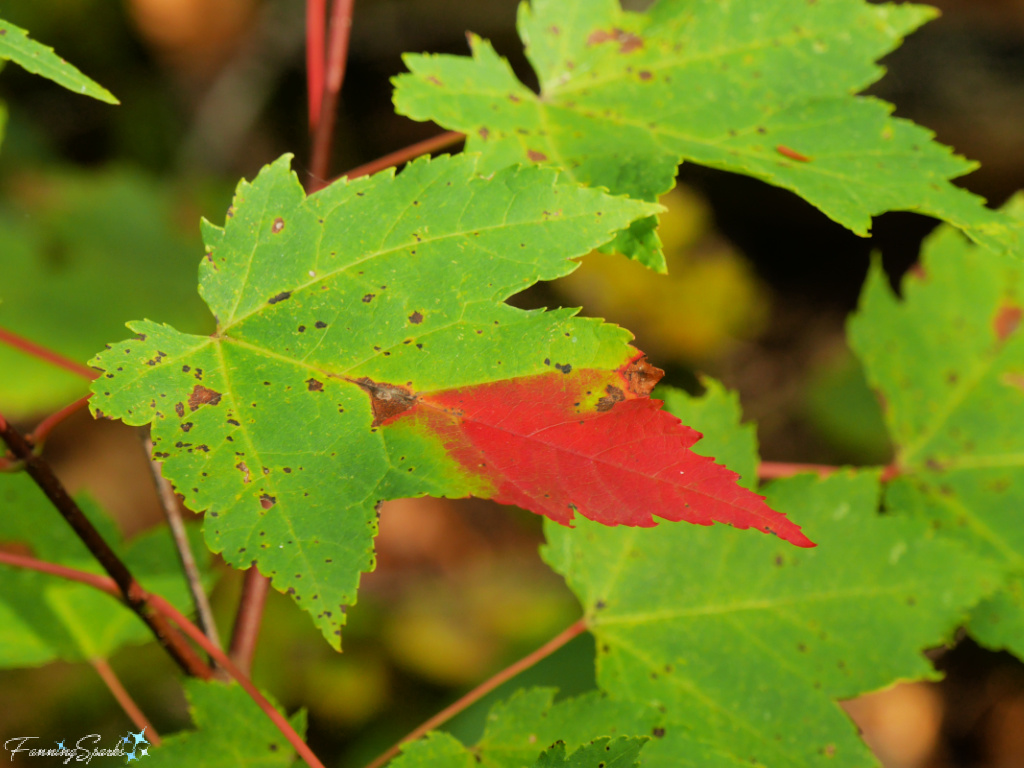 Single Red-Tipped Maple Leaf   @FanningSparks