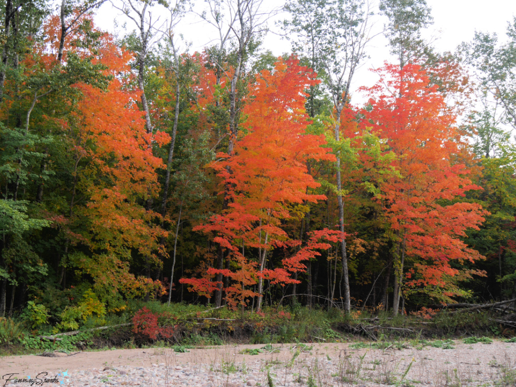 Three Vibrant Orange Trees in Margaree   @FanningSparks