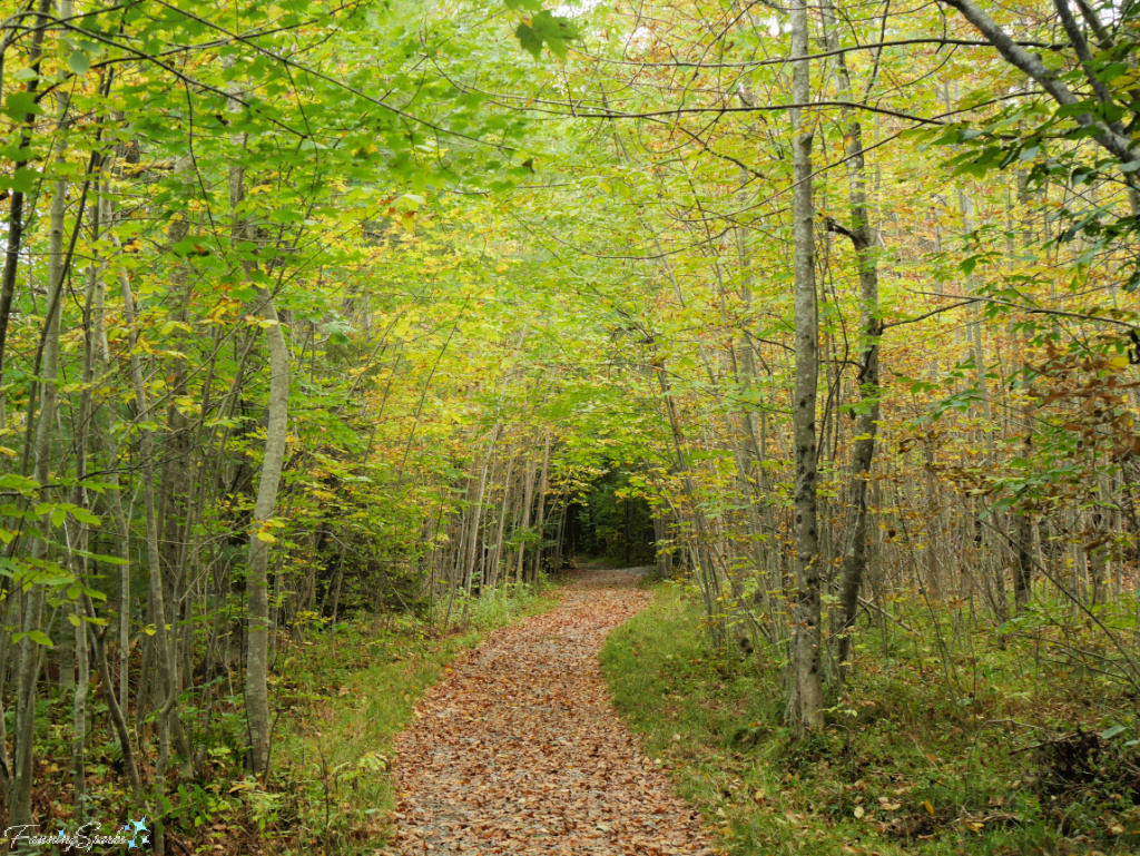 Trail Through Yellow-Leaved Birch Tree Tunnel   @FanningSparks