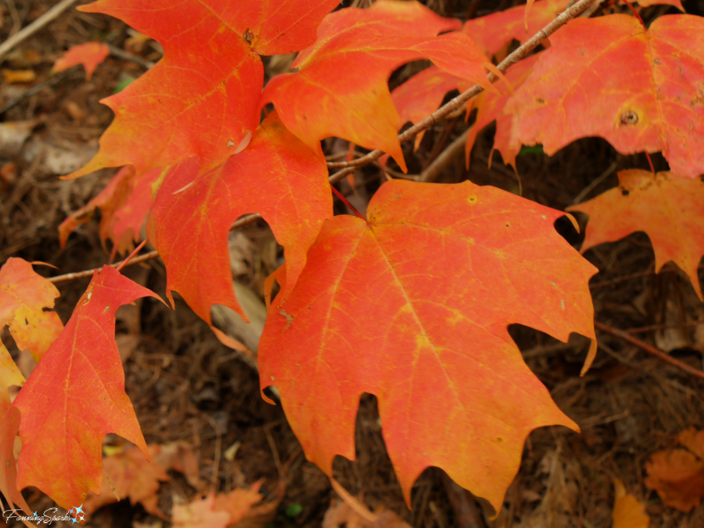 Vibrant Orange-Colored Maple Leaves   @FanningSparks