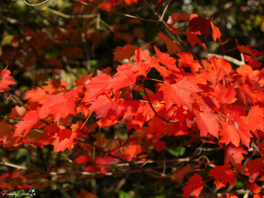 Vibrant Red Maple Leaves in Sunshine   @FanningSparks