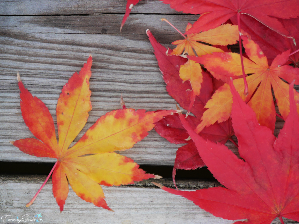 Vibrantly Colored Japanese Maple Leaves 2   @FanningSparks