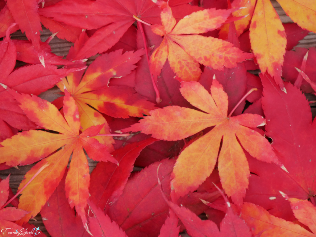 Vibrantly Colored Japanese Maple Leaves 3    @FanningSparks