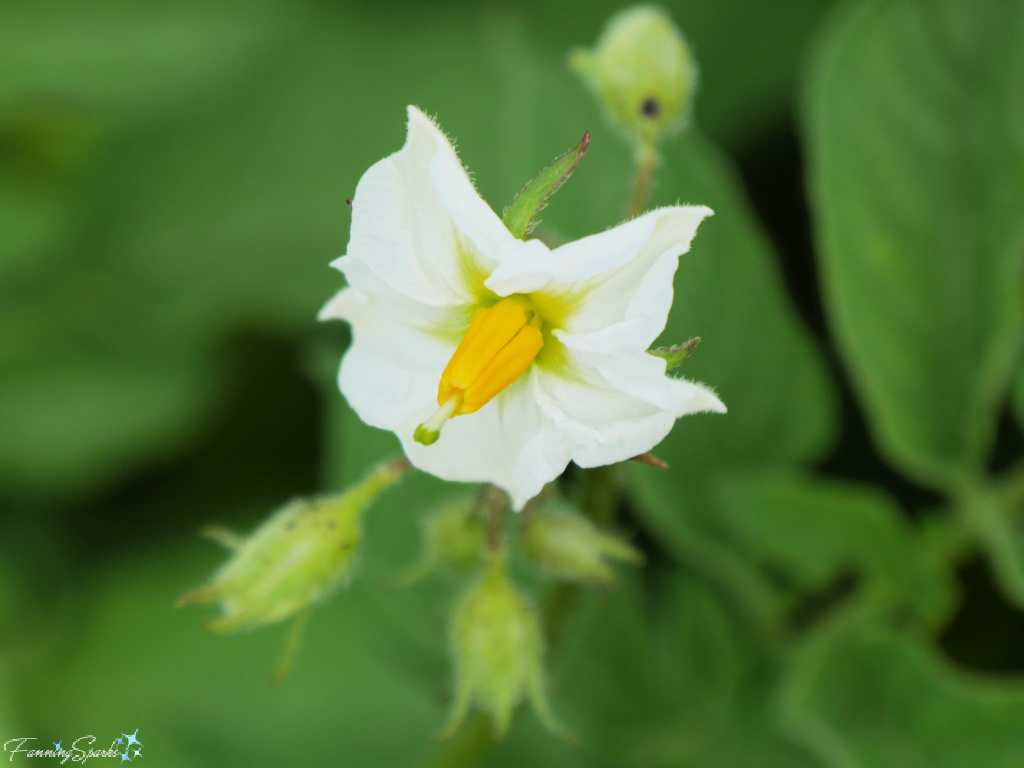 White Potato Blossom   @FanningSparks