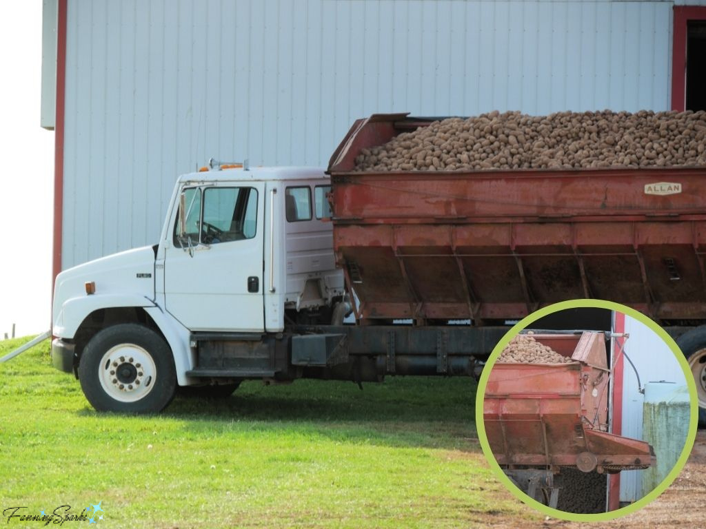 White Truck Loaded with Potatoes Near Cornwall PEI   @FanningSparks