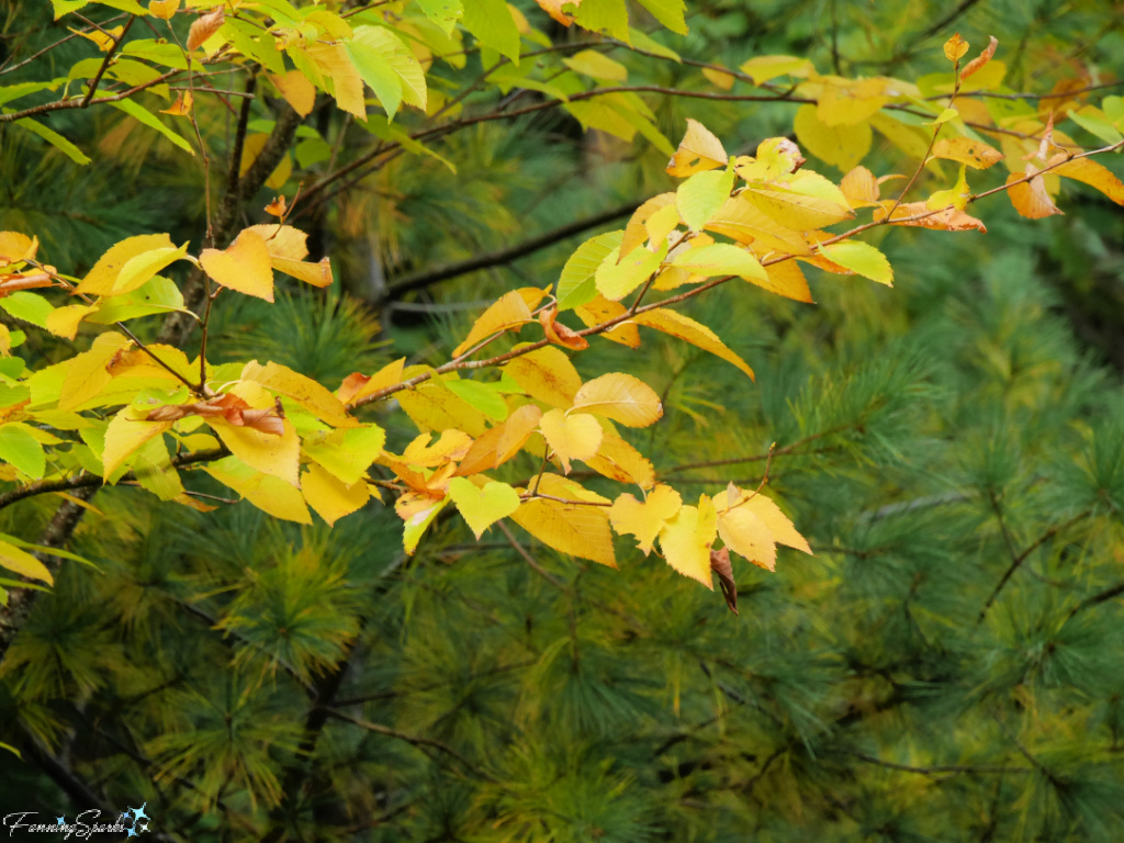 Yellow-Colored Birch Leaves    @FanningSparks