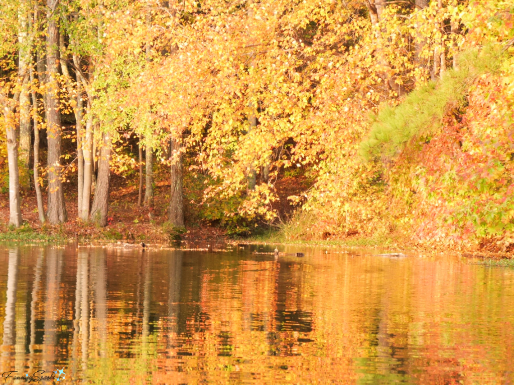 Yellow Foliage Reflected in Lake in Georgia    @FanningSparks