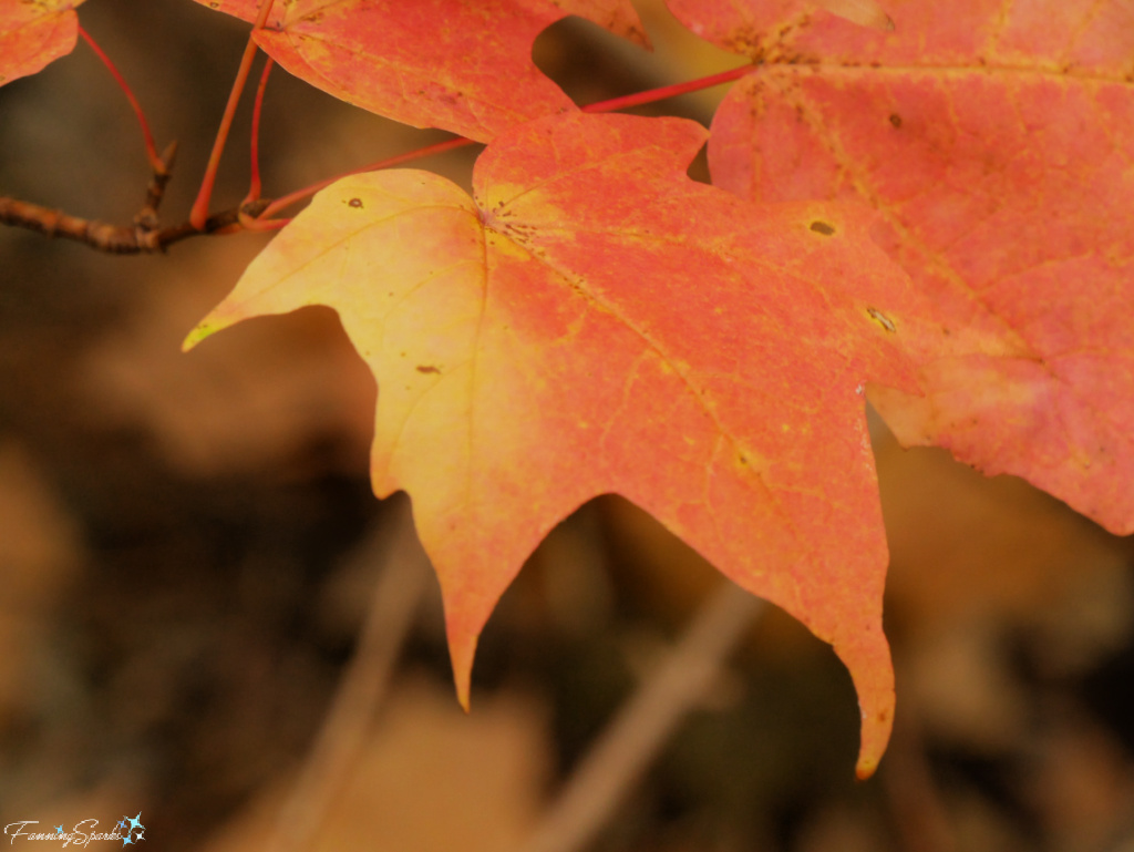 Yellow-Orange Maple Leaves   @FanningSparks