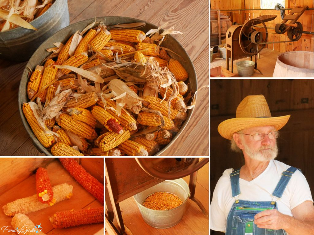 Corn Shelling at Stepback in Eatonton Georgia   @FanningSparks