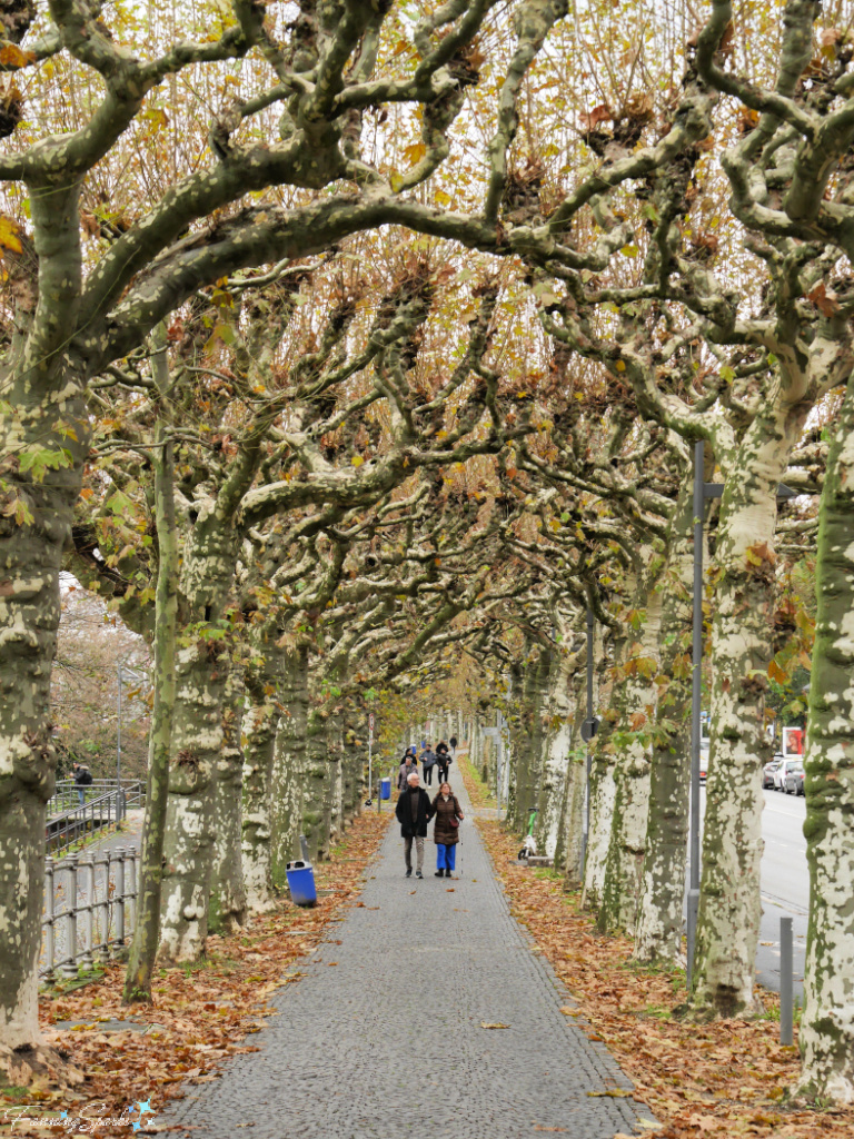 Strolling Along Main Promenade in Frankfurt am Main   @FanningSparks