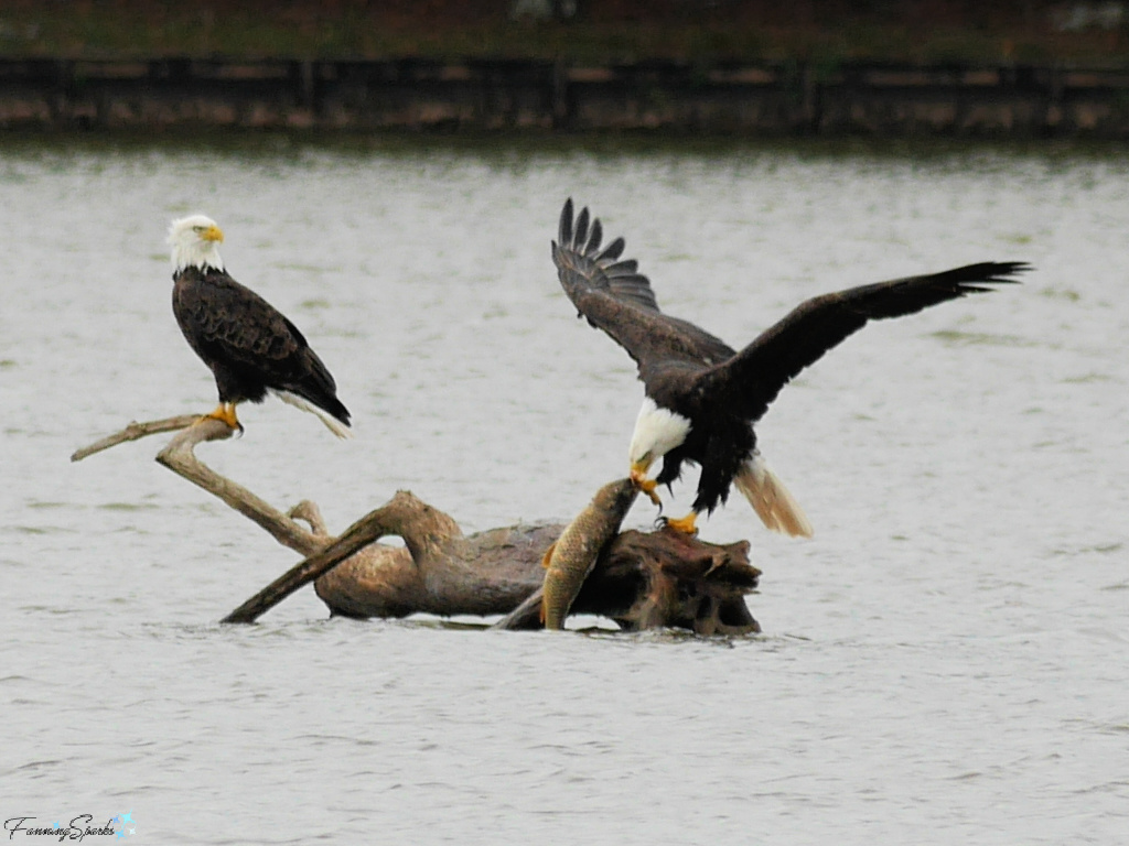 Bald Eagles with Carp at Lake Oconee Georgia   @FanningSparks