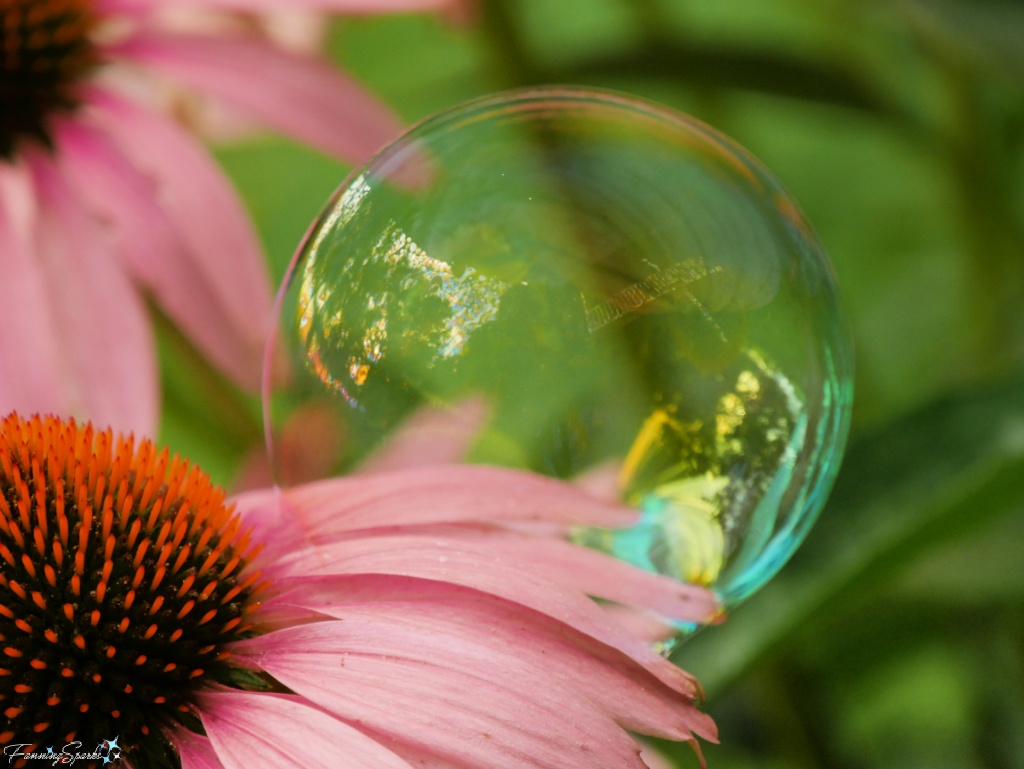 Bubble on Coneflower   @FanningSparks