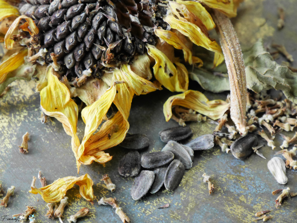 Dried Sunflower Bloom and Seeds   @FanningSparks