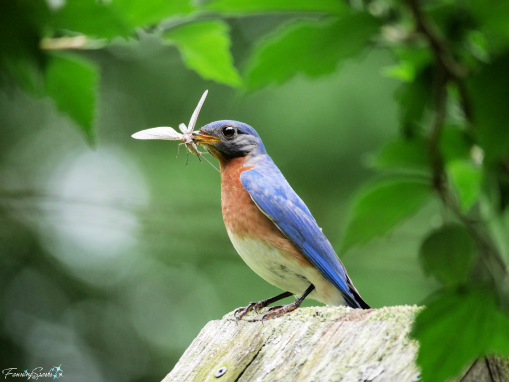 Eastern Bluebird with Insect   @FanningSparks