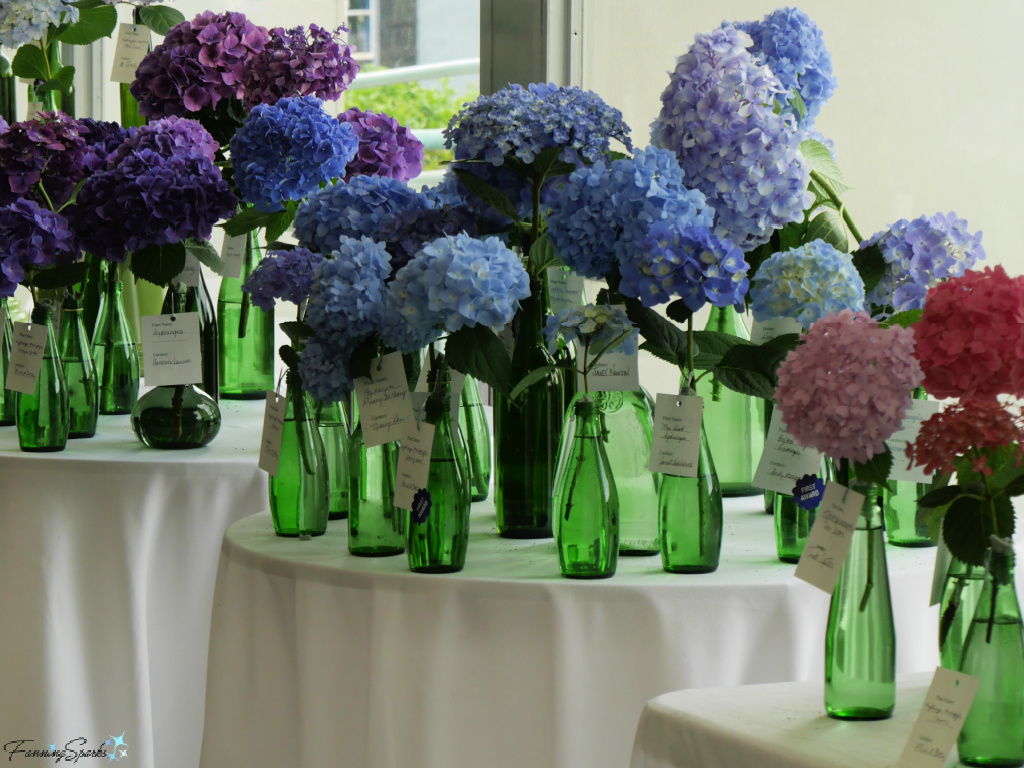 Hydrangea Flower Competition   @FanningSparks