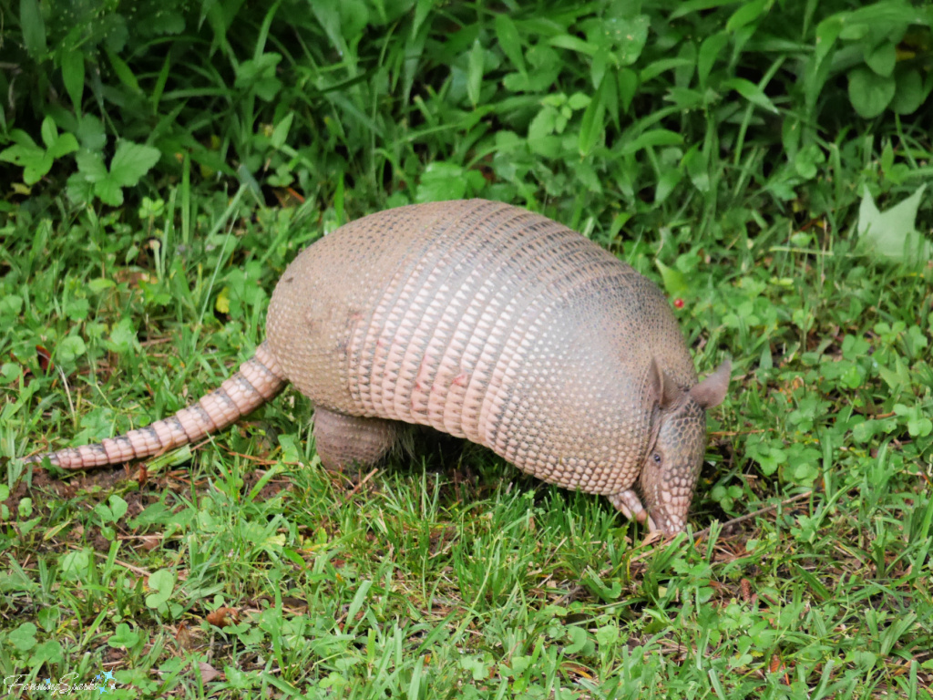 Nine-banded Armadillo   @FanningSparks