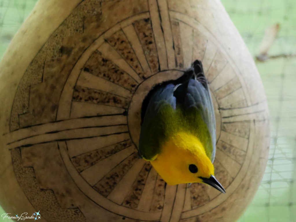 Prothonotary Warbler in Gourd Birdhouse   @FanningSparks