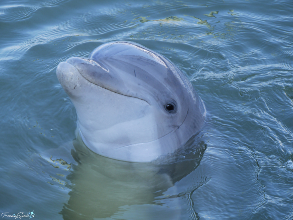 Tamanends Bottlenose Dolphin Spotted at Hilton Head Island SC   @FanningSparks