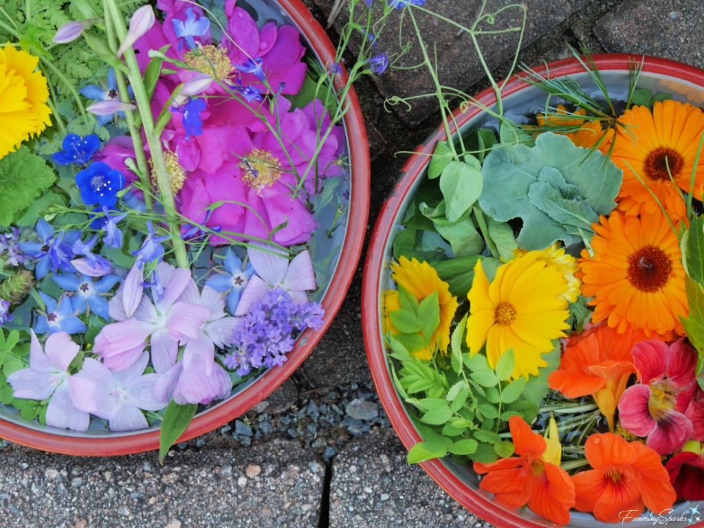 Two Bowls of Flower Blooms   @FanningSparks